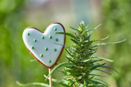 cannabis and valentines day